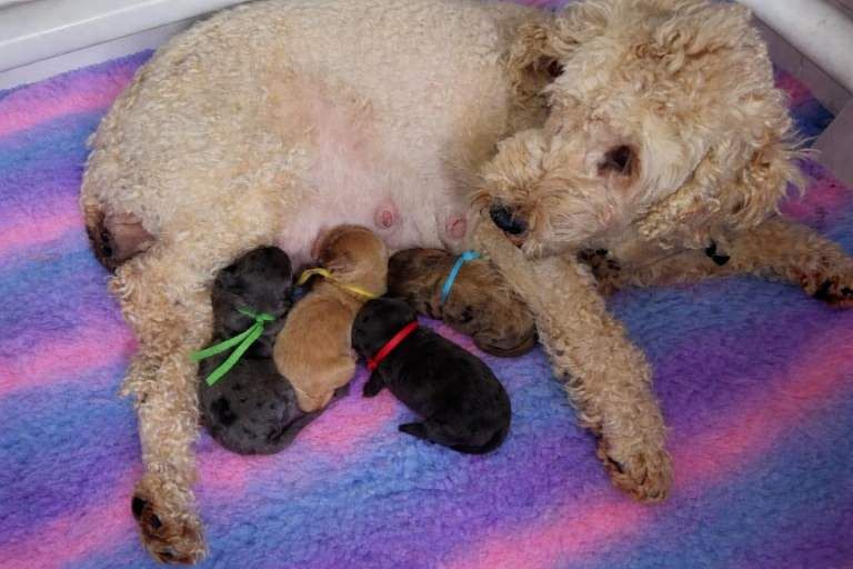 Cockapoo - Image 5 of 6