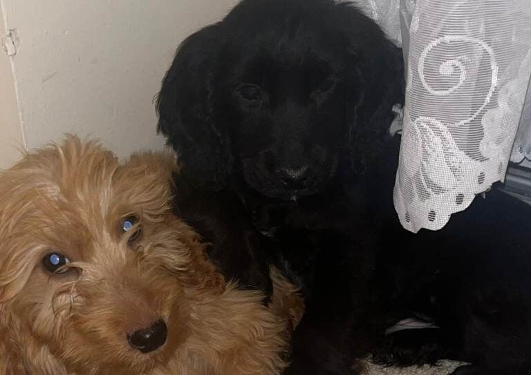 Cockapoo - Image 6 of 6