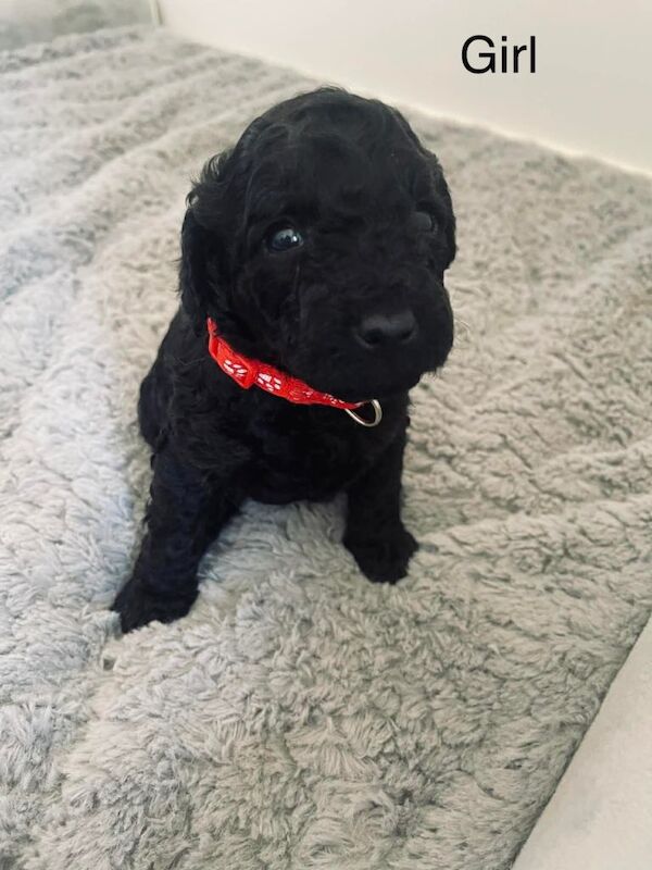 Cockapoo For Sale in Chippenham, Wiltshire | Cockapoo Owners