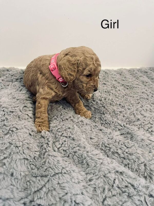 Cockapoo For Sale in Chippenham, Wiltshire | Cockapoo Owners