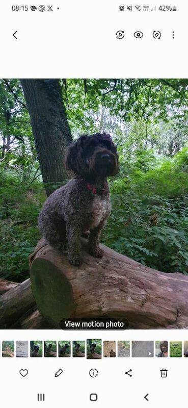 Cockapoo puppies for sale in Coventry, West Midlands – 7 years old