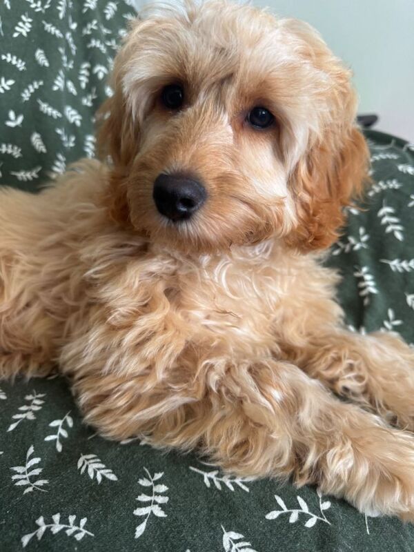 Cockapoo puppies for sale in Larne, County Antrim β 9 months old