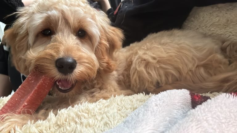 Cockapoo - Image 2 of 3