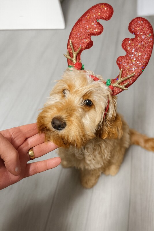 Cockapoo - Image 3 of 3