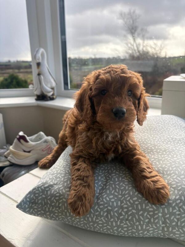 Cockapoo - Image 2 of 4