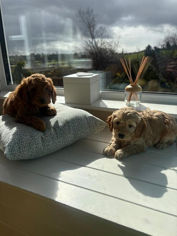 Cockapoo - Image 3 of 4