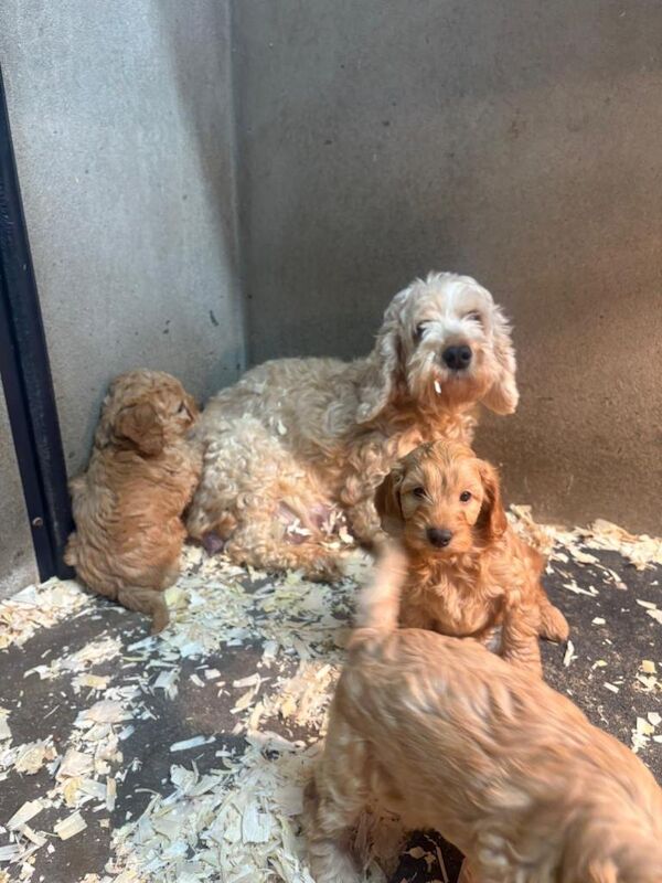 Cockapoo - Image 4 of 4