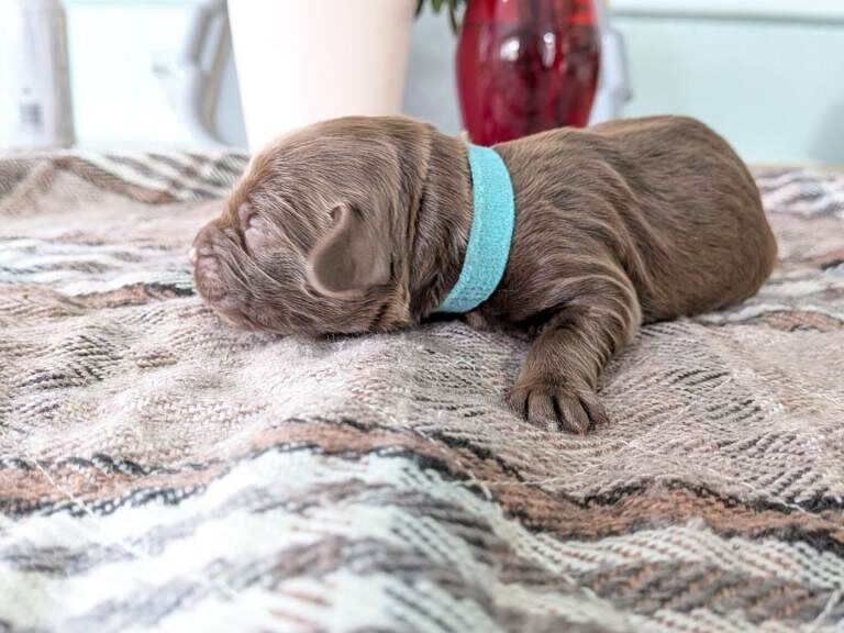 Cockapoo - Image 2 of 5