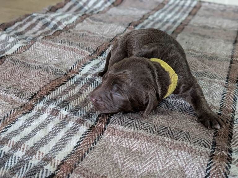 Cockapoo - Image 3 of 5