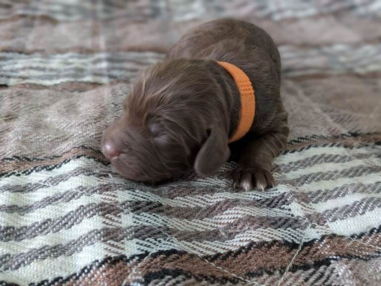 Cockapoo - Image 4 of 5