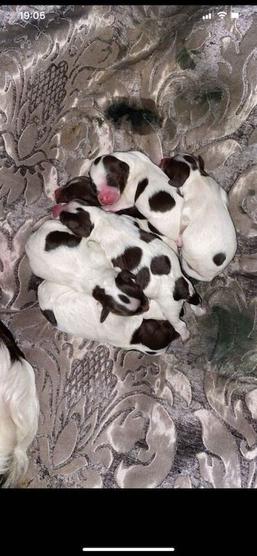 Cockapoo - Image 2 of 6