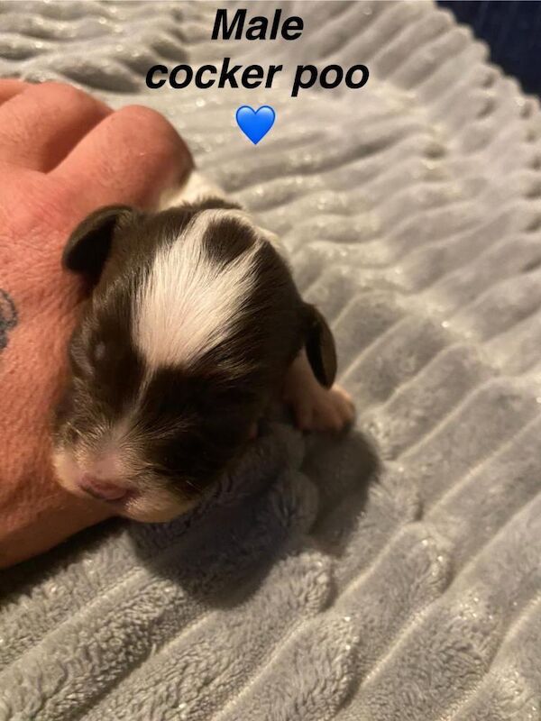 Cockapoo - Image 3 of 6