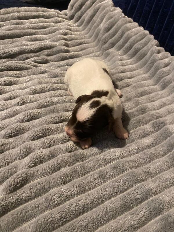 Cockapoo - Image 4 of 6