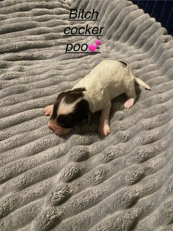 Cockapoo - Image 5 of 6