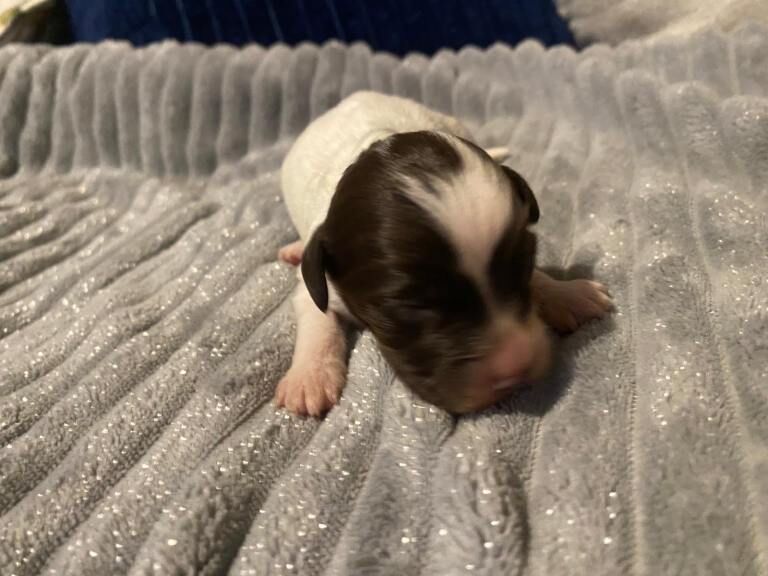 Cockapoo - Image 6 of 6