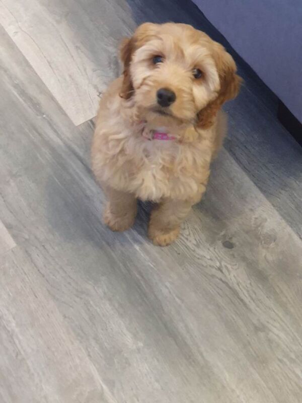 Cockapoo Puppies For Sale Under £1,000