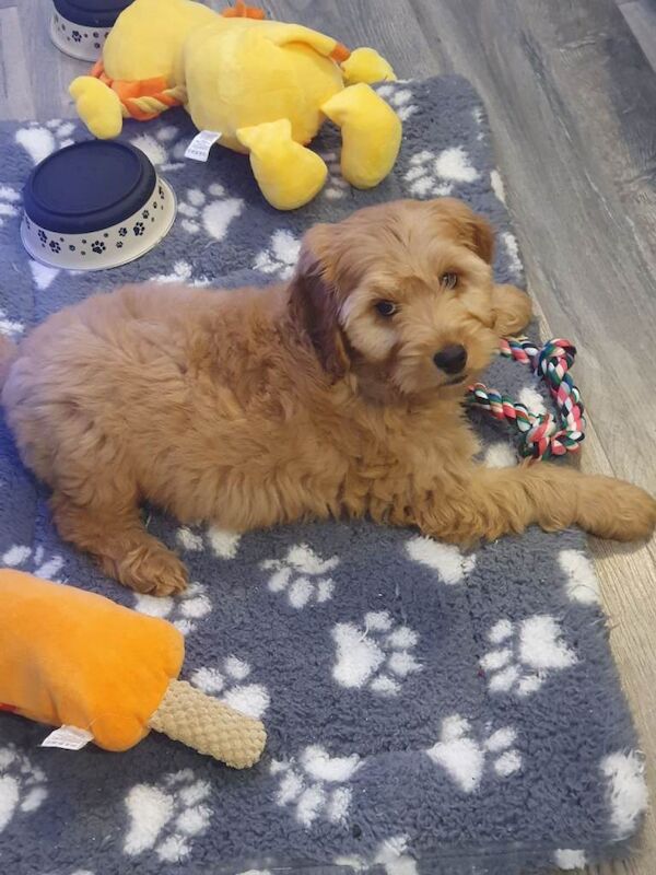 Cockapoo - Image 3 of 3
