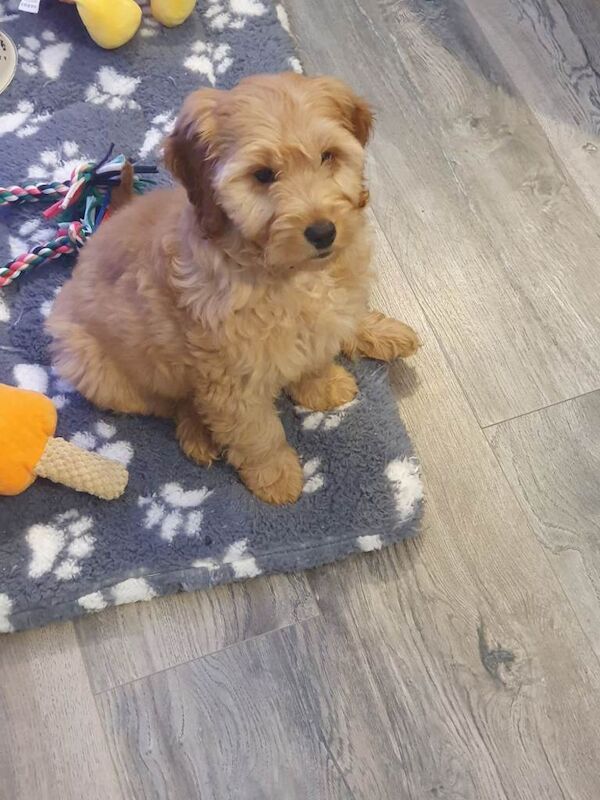 Cockapoo - Image 2 of 3