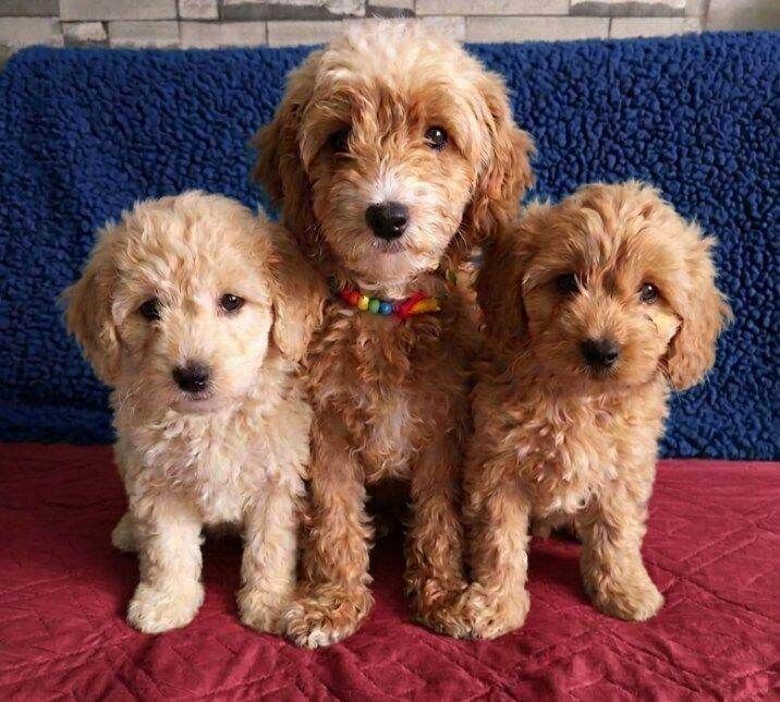 Cockapoo - Image 2 of 6