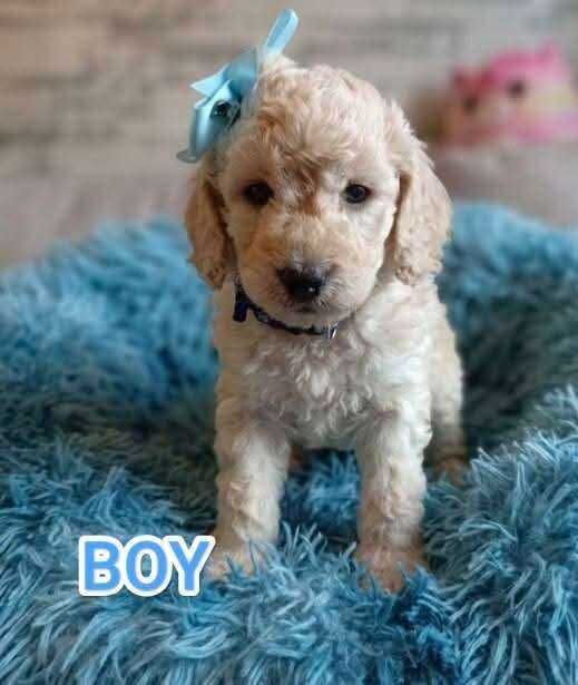 Cockapoo - Image 3 of 6