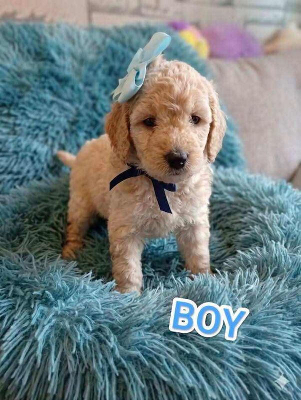 Cockapoo - Image 4 of 6