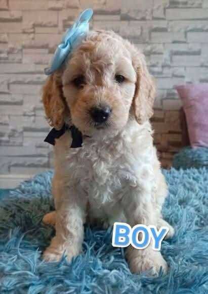 Cockapoo - Image 5 of 6