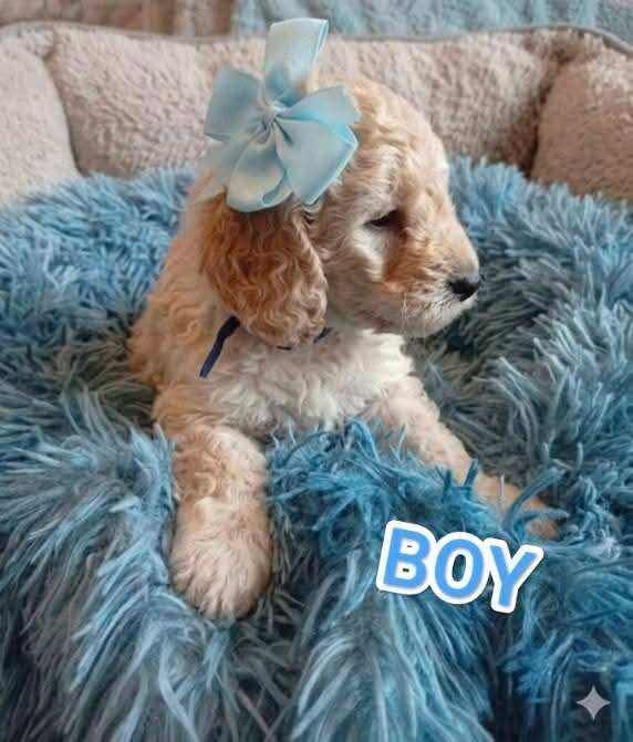 Cockapoo - Image 6 of 6