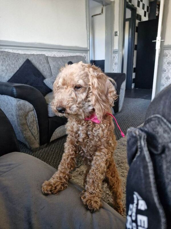 Cockapoo Puppies For Sale Under £1,000