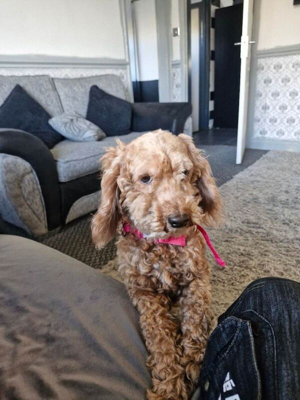 Cockapoo - Image 2 of 4