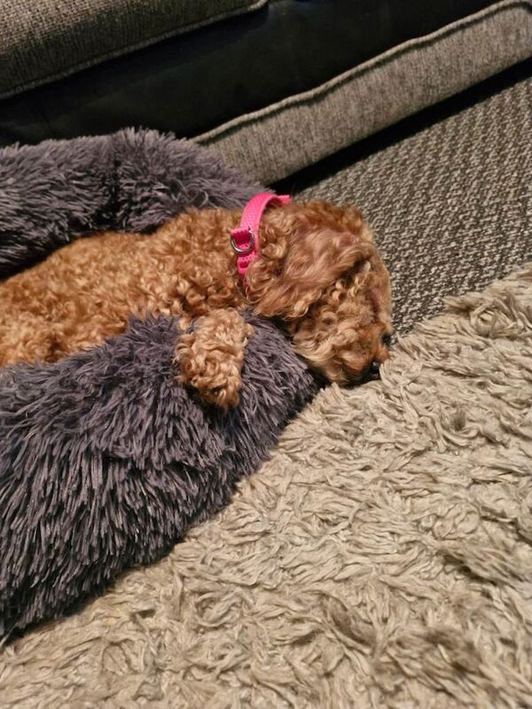 Cockapoo - Image 3 of 4