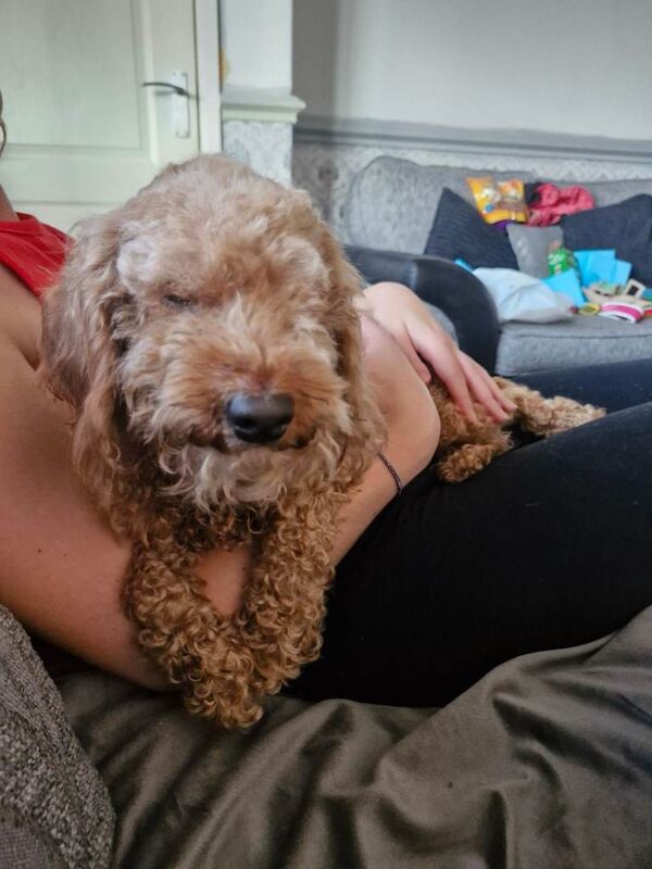 Cockapoo - Image 4 of 4