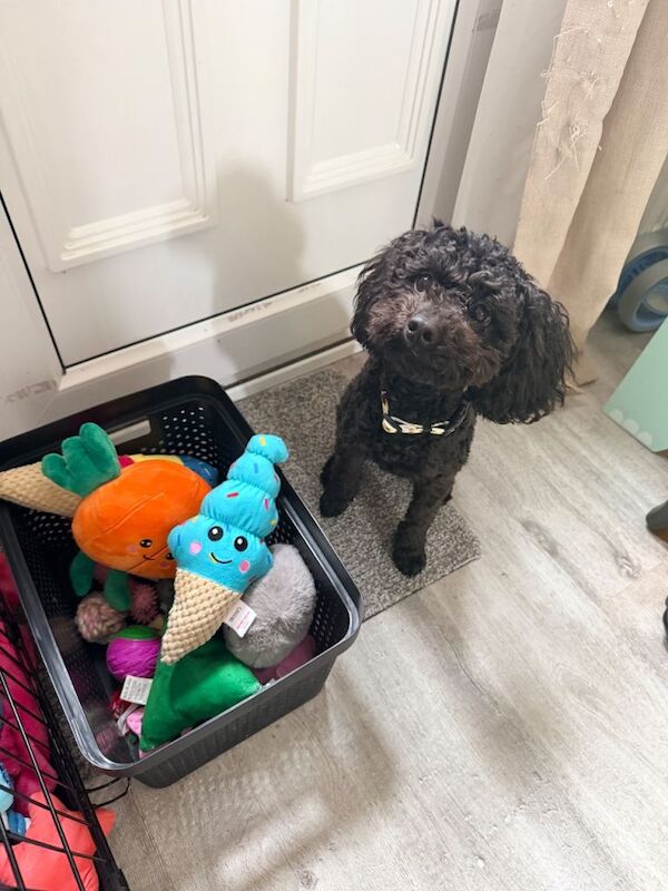 Cockapoo Puppies For Sale
