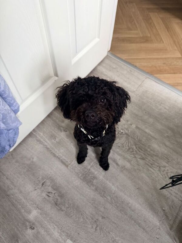 Cockapoo - Image 2 of 4