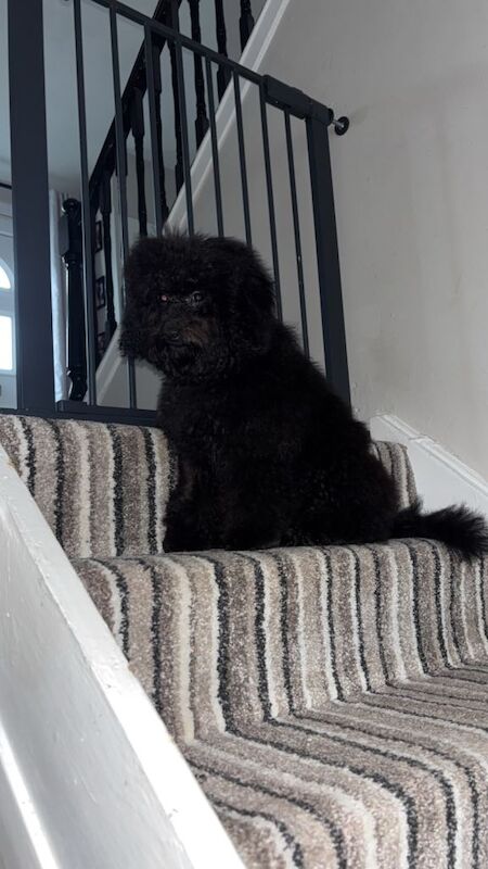 Cockapoo - Image 3 of 4