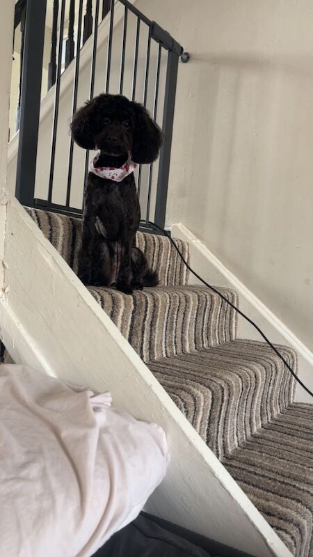 Cockapoo - Image 4 of 4