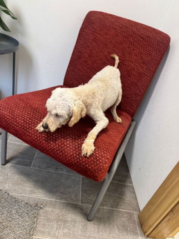 Cockapoo Puppies For Sale