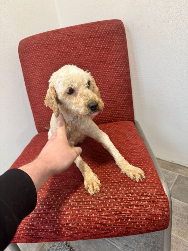 Cockapoo - Image 2 of 4