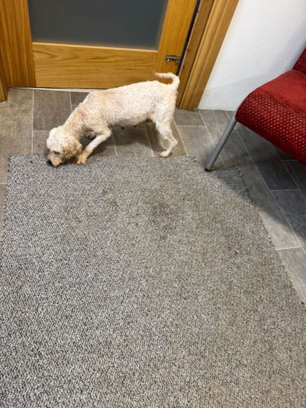 Cockapoo - Image 3 of 4