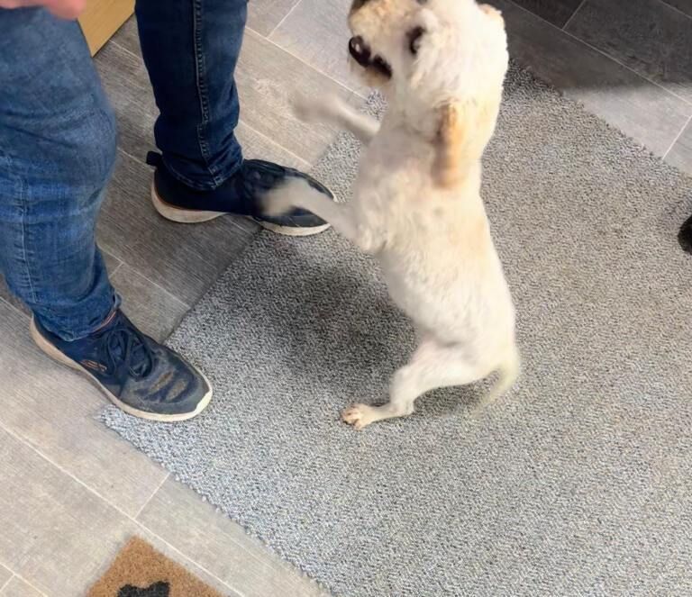 Cockapoo - Image 4 of 4