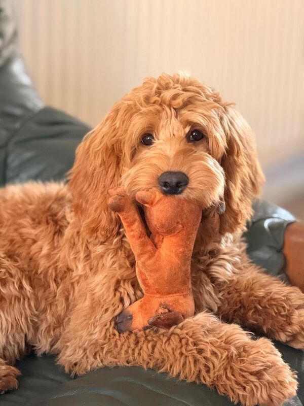 Cockapoo 7 months