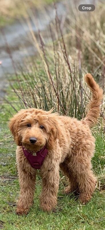 Cockapoo 7 months - Image 2 of 3