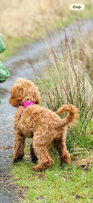 Cockapoo 7 months - Image 3 of 3