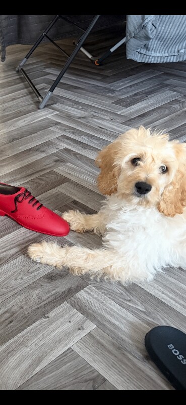 Cockapoo