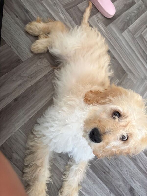 Cockapoo - Image 2 of 6