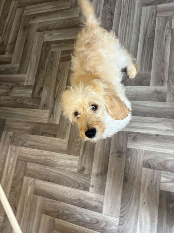 Cockapoo - Image 3 of 6