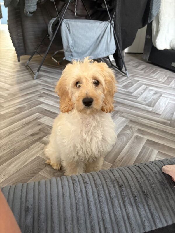 Cockapoo - Image 4 of 6