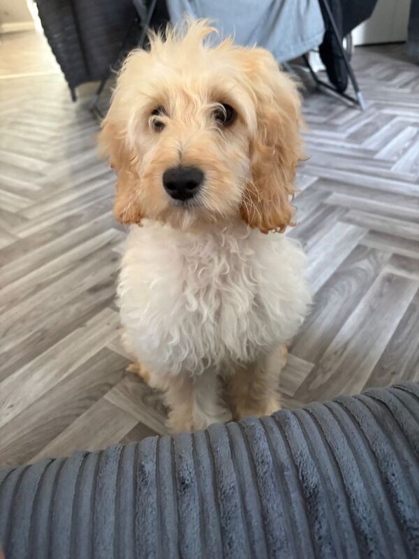 Cockapoo - Image 5 of 6