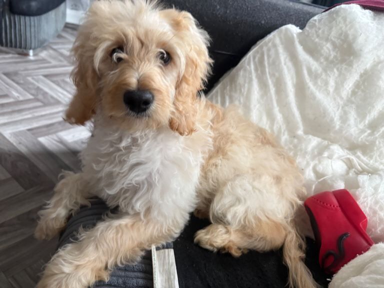 Cockapoo - Image 6 of 6