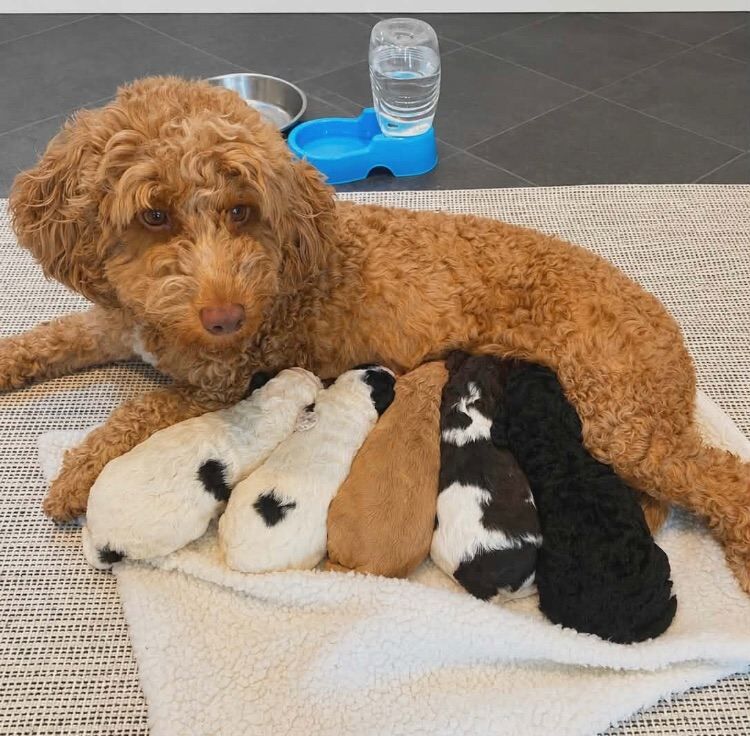 Cockapoo