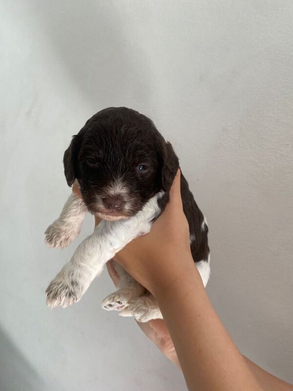 Cockapoo - Image 2 of 6